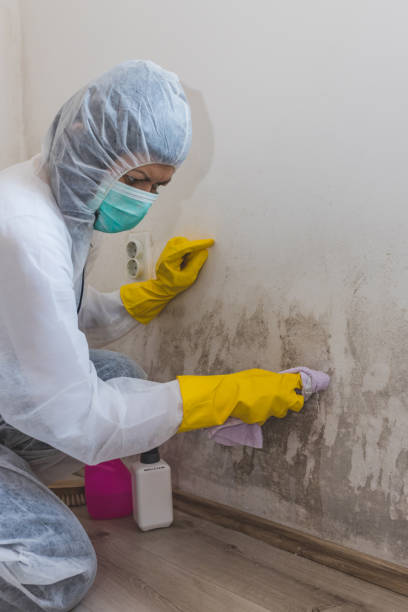 Best Comprehensive Air Testing for Mold Contaminants  in Hebron, KY