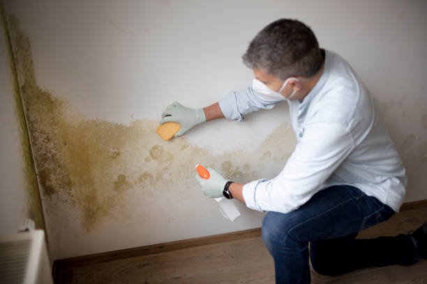 Trusted Hebron, KY Mold Removal Experts