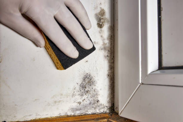 Best Mold Remediation for Healthcare Facilities  in Hebron, KY